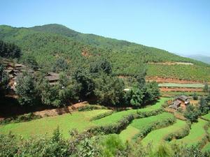野貓箐村 野貓箐村