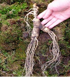 吉林野山參 吉林野山參