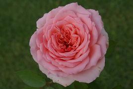 蓮花座花型 蓮花座花型