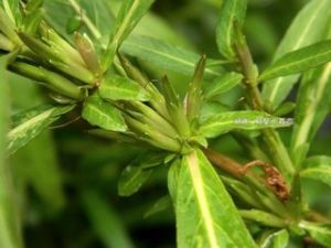 毛水蓑衣 毛水蓑衣