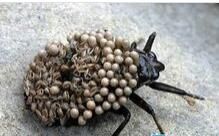 負糞甲蟲 負糞甲蟲