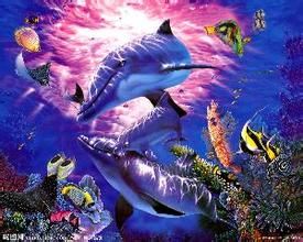 印尼白海豚 印尼白海豚