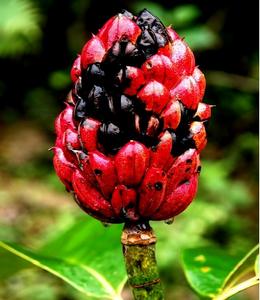 大果木蓮 大果木蓮