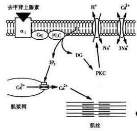 反向轉運 反向轉運