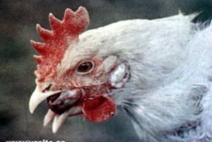 雞傳染性喉氣管炎