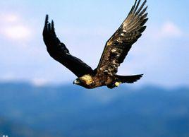 神鷹[寧芩的短篇小說]