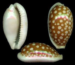 花鹿寶螺 花鹿寶螺