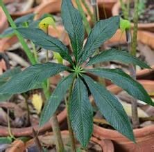 天南星族 天南星族