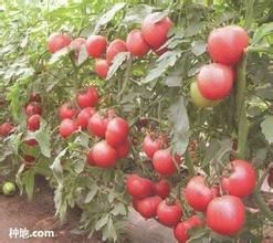 夏番茄防雨遮陽高效栽培 夏番茄防雨遮陽高效栽培