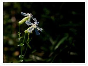 卡里蠅子草 卡里蠅子草