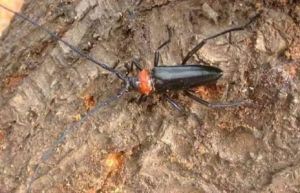 蔗根鋸天牛 蔗根鋸天牛