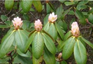 毛枝康定柳 毛枝康定柳