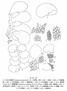 擬日本疣鱗苔 擬日本疣鱗苔