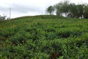 徐家地自然村 徐家地自然村