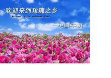中國玫瑰之鄉 平陰玫瑰
