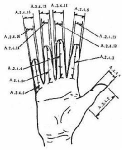 無名指近位指關節寬