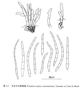 馬衣葉生假尾孢