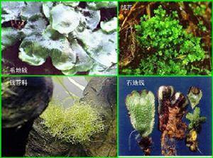 大皺蒴蘚 大皺蒴蘚