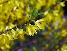 金鐘[木犀科植物]