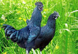 綠殼蛋雞 綠殼蛋雞