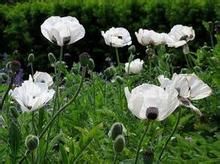 大花薊罌粟 大花薊罌粟