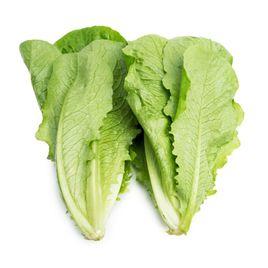 羅馬生菜 羅馬生菜