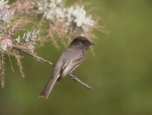 赭肛霸鶲 赭肛霸鶲