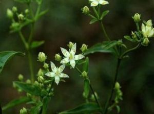 搭山獐牙菜 搭山獐牙菜