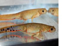 蠑螈[兩棲綱有尾目動物]