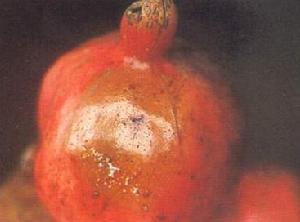 （圖）石榴乾腐病