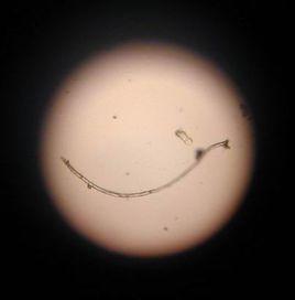 蝙蝠蛾擬青黴菌絲體