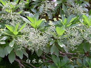 白水木