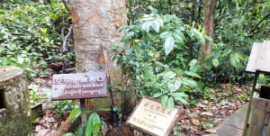 總序蔥臭木 總序蔥臭木