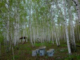 白樺林[樹木名稱]