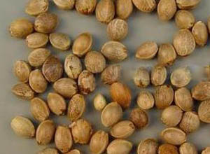 火麻仁沖劑 火麻仁沖劑