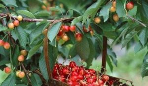 棗香村生態旅遊觀光園 棗香村生態旅遊觀光園