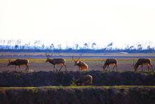 麋鹿國家級自然保護區高清組圖