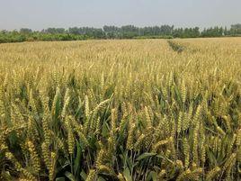 羅麥10號 羅麥10號