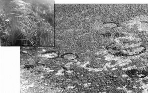 水下圓環（小圖為海鰻草）