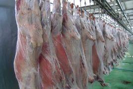 民勤羊肉 民勤羊肉