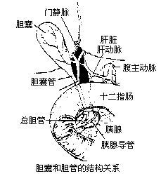 膽囊膽固醇沉著症