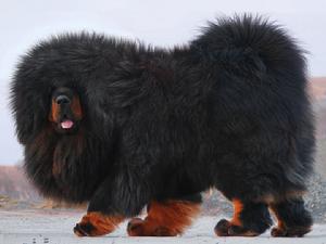 東北王-北怪王直子-12個月