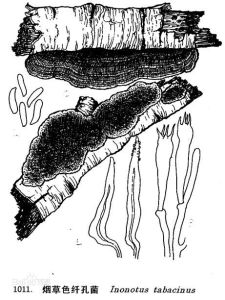 菸草色纖孔菌 菸草色纖孔菌