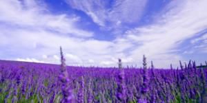 普羅旺斯薰衣草莊園