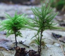 東亞萬年蘚 東亞萬年蘚