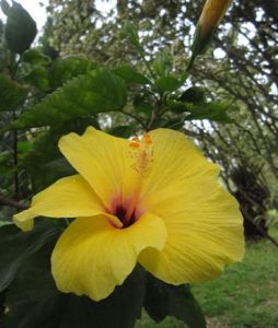 旱地木槿 旱地木槿