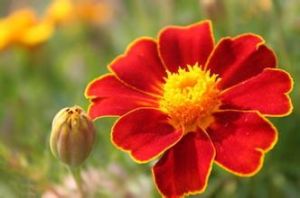 萬壽菊屬 萬壽菊屬