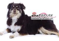 北美洲牧羊犬 北美洲牧羊犬