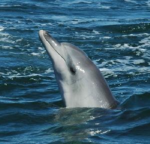 露脊海豚亞科 露脊海豚亞科