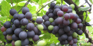紫珍香葡萄 紫珍香葡萄